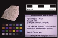 Foto (Objekt + Etiketten) von Decapoda indet. (NHMW-GEO-1990-0041-0130)